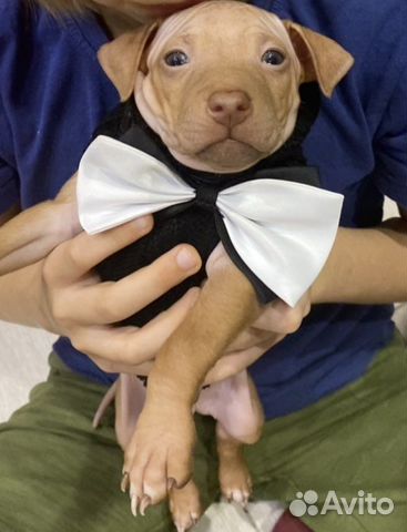 Американский голый терьер щенок