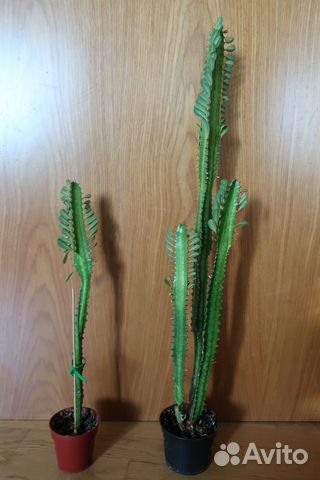 Молочай трехгранный. Эуфорбия тригона