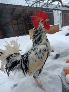 Инкубационное яйцо