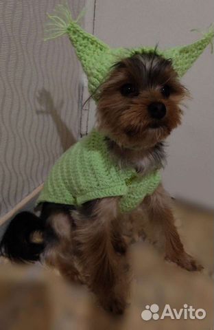 Комплект одежды шапка и жилет для собаки