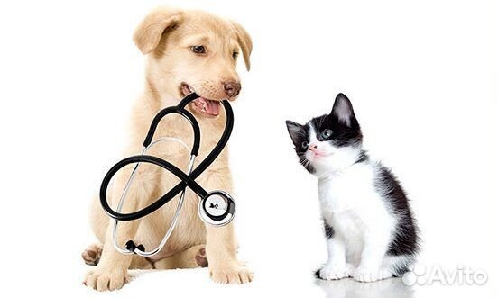 Вызов ветеринара на дом