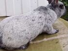 Кролики полтавское серебро объявление продам
