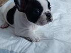 Французский бульдог щенок девочка объявление продам
