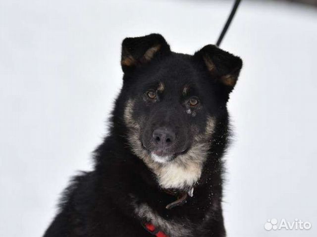 Добрый пёс из приюта ищет дом