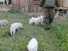 Аляскинский маламут щенки объявление продам