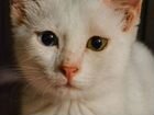 Котенок белый,с разными глазами