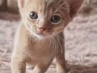 Аббисинские кошки объявление продам