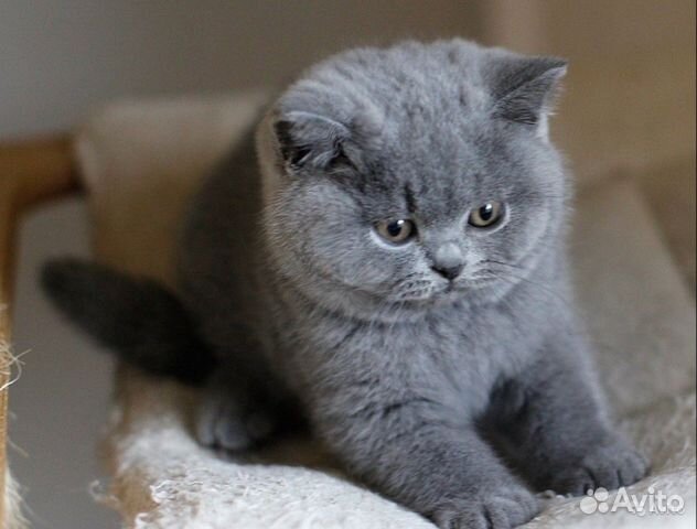 Элитные британские котята