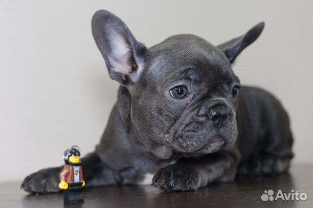 Французский бульдог