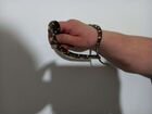 Королевская флоридская змея объявление продам