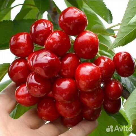 Саженцы черешни Гигант Ред