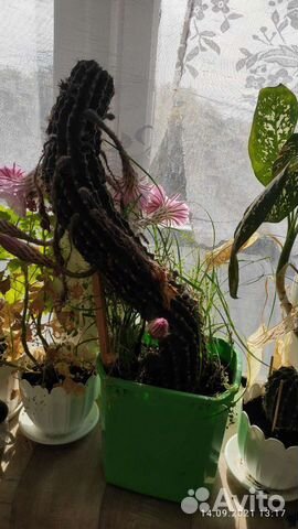 Кактус красивый цветущий даёт потомство