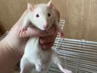 Крысы альбиносы объявление продам