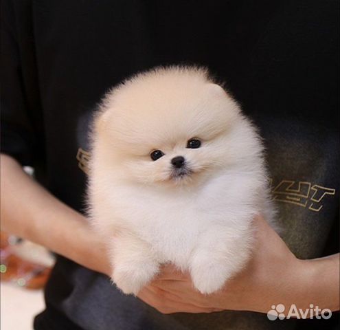 Супер Мини Мишки