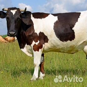 Корова на мясо живым весом