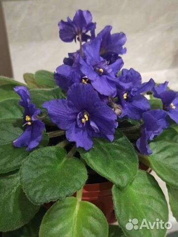 Цветущие фиалки