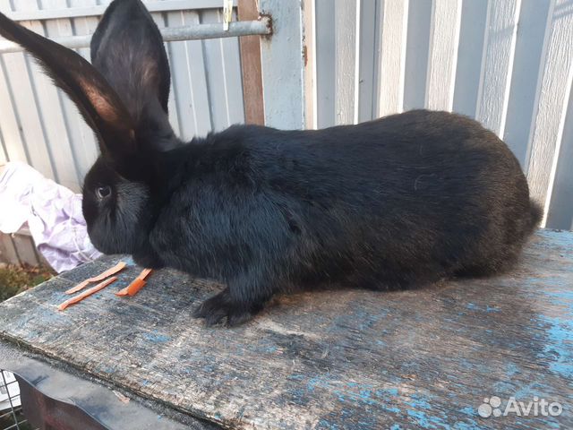 Кролики ризен фландр