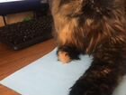 Персидская кошка ищет жениха