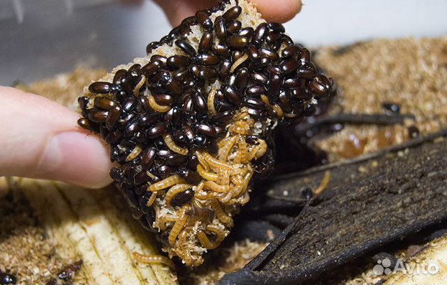 Кормовые насекомые, жук-знахарь, чернотелка