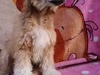 Китайская хохлатая собака щенки объявление продам