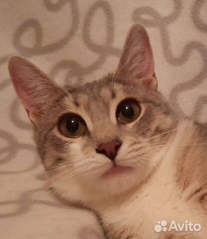 Молодая гладкошерстная кошечка