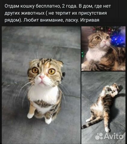 Шотландская вислоухая кошка бесплатно