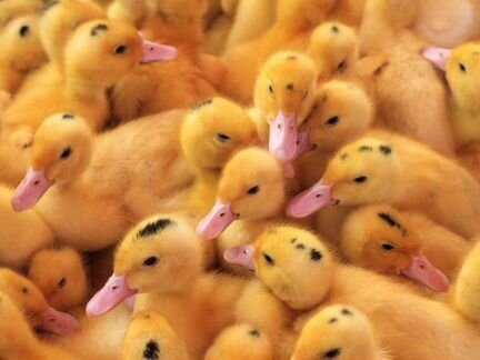 Мулард, гусь, утка и другая С/Х птица