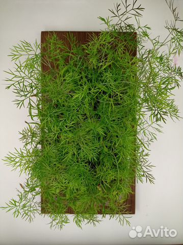 Микрозелень фенхель в грядке