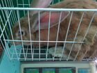 Кролики немецкой породы Голден-Ризен объявление продам