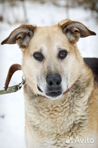 Мир за решеткой собака в дар в добрые руки