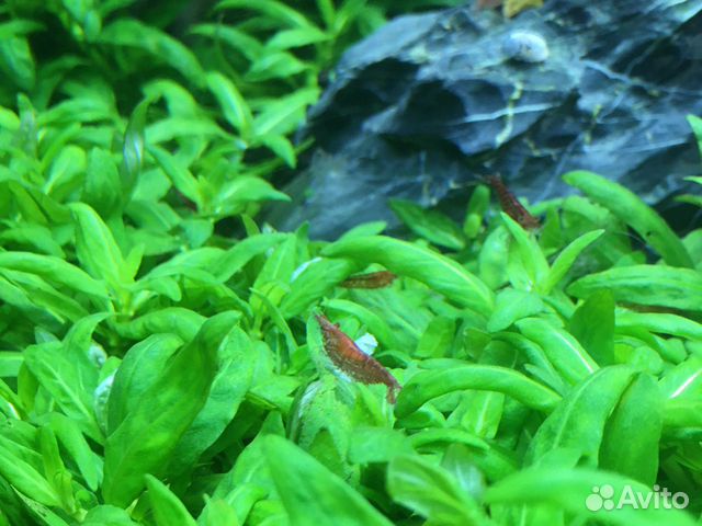 Креветки Вишни, аквариумные растения