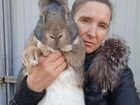 Продам кроликов фландероф и Полтавское серебро объявление продам