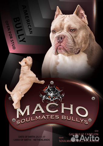 Американский булли. Вязка
