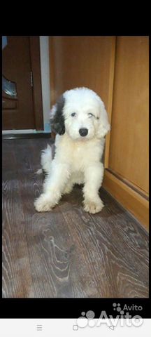 Щенки бобтейл