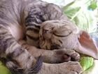 Девонрекс котенок мраморный