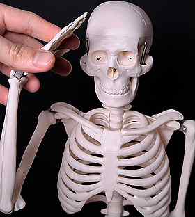 Модель "Скелет человека 85 см" на подставке