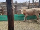 Телки и корова с теленком объявление продам
