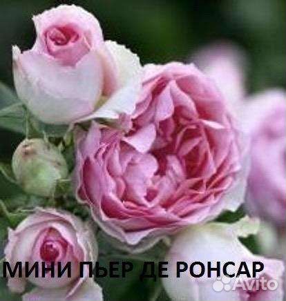 Саженцы роз и хвойников, инжир, гранат