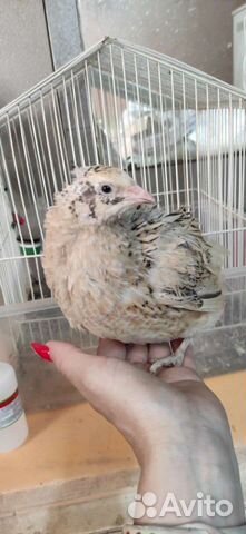 Удобрение от перепёлок курьяк - перепеляк, помёт