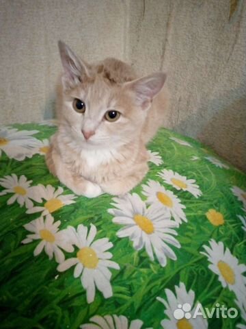 Котенок в добрые руки