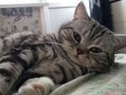 Британские кот вязка объявление продам
