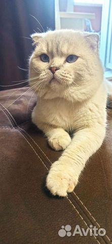 Кот на вязку