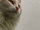 Норвежская лесная длинношёрстая кошка объявление продам