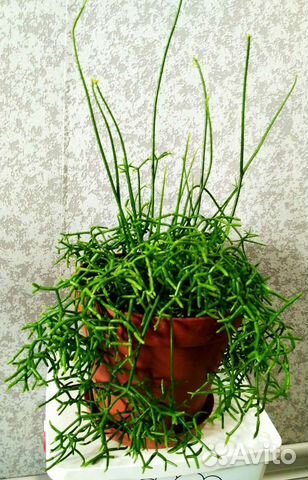 Рипсалис цереусовидный