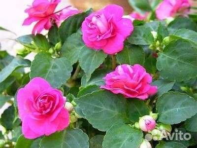 Бальзамин ванька мокрый