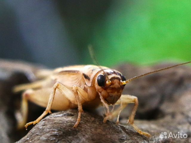 Сверчки домовые живые, корм для стрижей