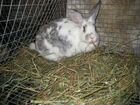 Кролики,крольчата объявление продам