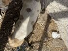 Среднеазиатская овчарка (алабай щенки) объявление продам
