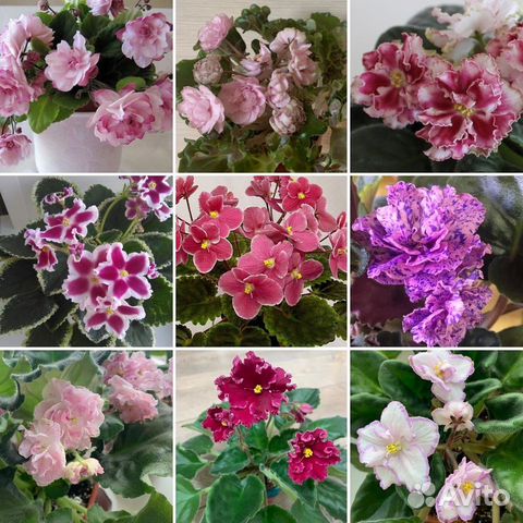 Детки и стартеры сортовых фиалок