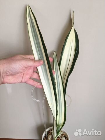 Sansevieria Beauty Queen купить в Москве | Товары для дома и дачи | Авито